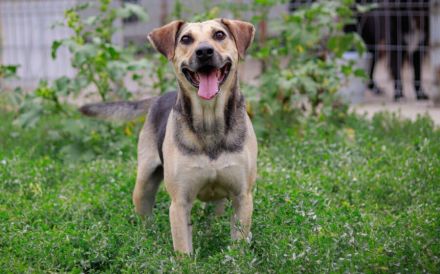 ehemaliger Straßenhund Elouan sucht ein liebevolles Zuhause