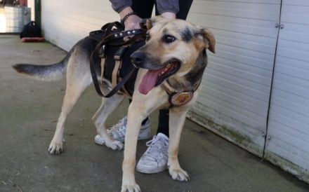 ehemaliger Straßenhund Elouan sucht ein liebevolles Zuhause