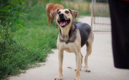 ehemaliger Straßenhund Elouan sucht ein liebevolles Zuhause