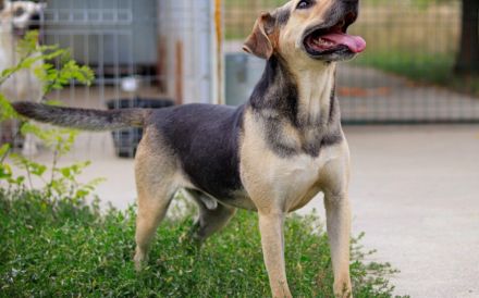 ehemaliger Straßenhund Elouan sucht ein liebevolles Zuhause