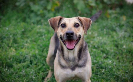 ehemaliger Straßenhund Elouan sucht ein liebevolles Zuhause