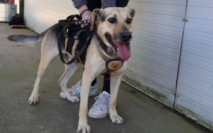 ehemaliger Straßenhund Elouan sucht ein liebevolles Zuhause