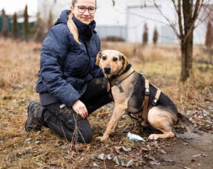 ehemaliger Straßenhund Elouan sucht ein liebevolles Zuhause
