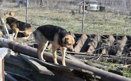 Schenks du Faro ein Zuhause?