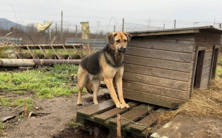 Schenks du Faro ein Zuhause?