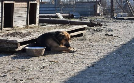 Schenks du Faro ein Zuhause?