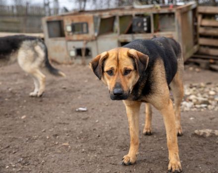 Schenks du Faro ein Zuhause?