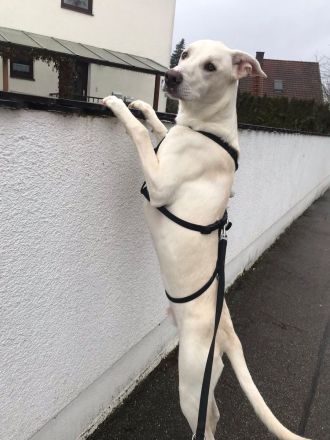 Dringend liebevolle Pflegestelle/Adoptanten gesucht!