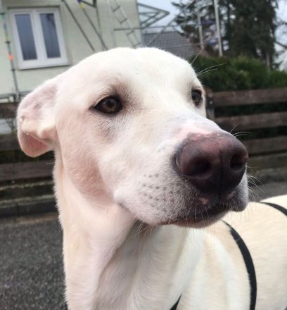 Dringend liebevolle Pflegestelle/Adoptanten gesucht!