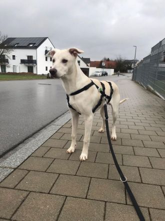 Dringend liebevolle Pflegestelle/Adoptanten gesucht!