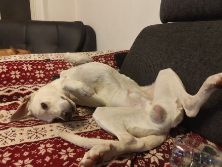 Dringend liebevolle Pflegestelle/Adoptanten gesucht!