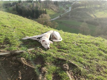 Dringend liebevolle Pflegestelle/Adoptanten gesucht!