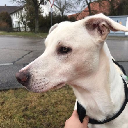 Dringend liebevolle Pflegestelle/Adoptanten gesucht!