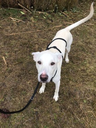 Dringend liebevolle Pflegestelle/Adoptanten gesucht!