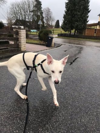 Dringend liebevolle Pflegestelle/Adoptanten gesucht!