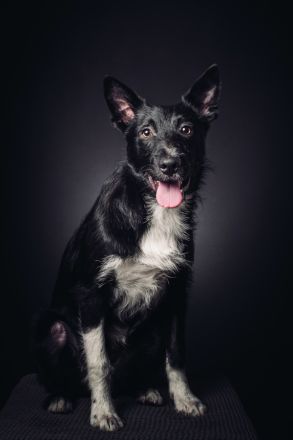 Magnus, süßer, netter, unsicherer Junghund, 50 cm groß, kastriert, 1 Jahr, sucht erfahrenes Zuhause