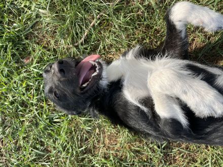 Magnus, süßer, netter, unsicherer Junghund, 50 cm groß, kastriert, 1 Jahr, sucht erfahrenes Zuhause