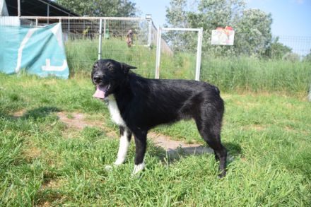 Magnus, süßer, netter, unsicherer Junghund, 50 cm groß, kastriert, 1 Jahr, sucht erfahrenes Zuhause