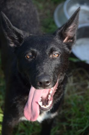 Magnus, süßer, netter, unsicherer Junghund, 50 cm groß, kastriert, 1 Jahr, sucht erfahrenes Zuhause