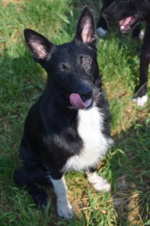 Magnus, süßer, netter, unsicherer Junghund, 50 cm groß, kastriert, 1 Jahr, sucht erfahrenes Zuhause