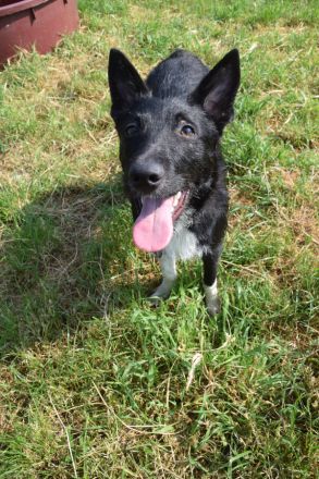 Magnus, süßer, netter, unsicherer Junghund, 50 cm groß, kastriert, 1 Jahr, sucht erfahrenes Zuhause