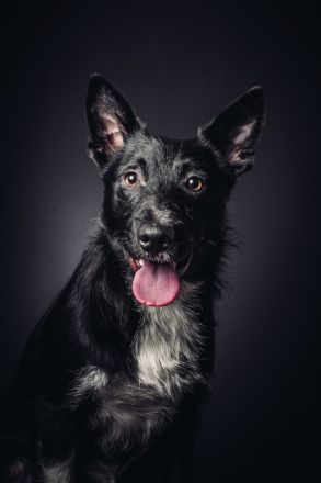 Magnus, süßer, netter, unsicherer Junghund, 50 cm groß, kastriert, 1 Jahr, sucht erfahrenes Zuhause