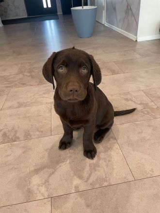 Labrador Retriever Welpen