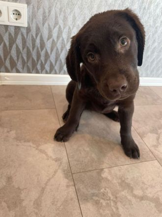 Labrador Retriever Welpen