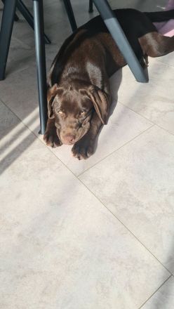 Labrador Retriever Welpen