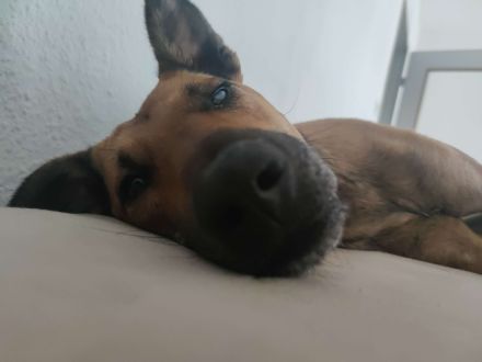 Schmusebacke sucht ein Zuhause