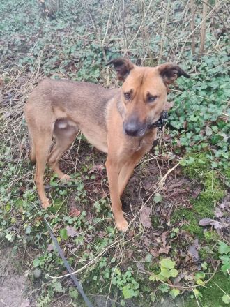 Schmusebacke sucht ein Zuhause