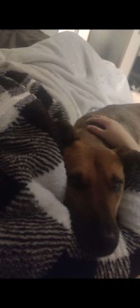 Schmusebacke sucht ein Zuhause