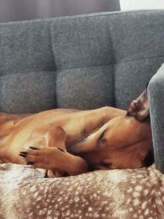 Schmusebacke sucht ein Zuhause