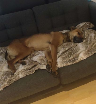 Schmusebacke sucht ein Zuhause