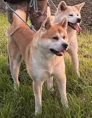 *Aktualisiert* 1 Akita Inu Welpe, reinrassig, rot
