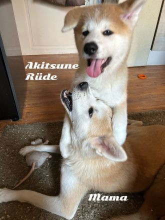 *Aktualisiert* 1 Akita Inu Welpe, reinrassig, rot