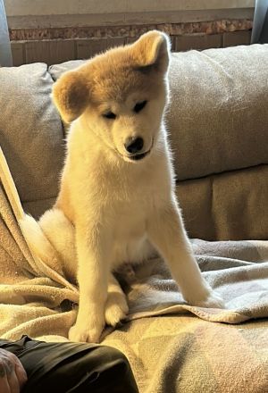 *Aktualisiert* 1 Akita Inu Welpe, reinrassig, rot