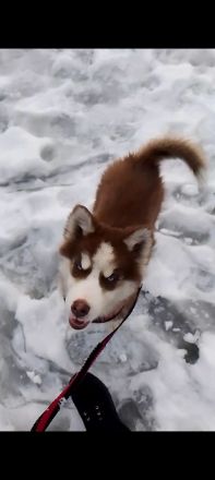 Sibirien Husky