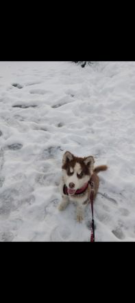 Sibirien Husky