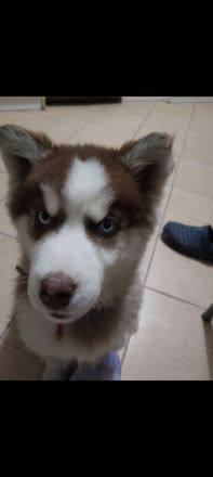 Sibirien Husky