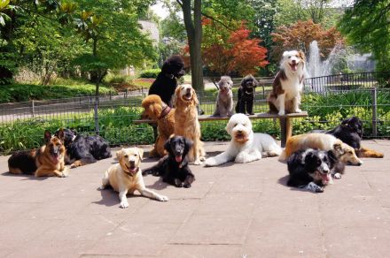 1x1 Hundetraining - Regionale Hundeschule Rheintal SG - Buchs - Liechtenstein und Umgebung