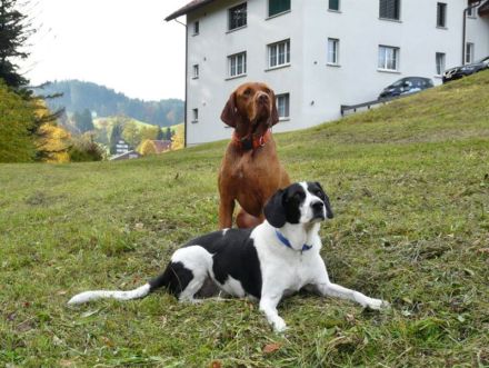 1x1 Hundetraining - Regionale Hundeschule Rheintal SG - Buchs - Liechtenstein und Umgebung