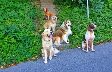 1x1 Hundetraining - Regionale Hundeschule Rheintal SG - Buchs - Liechtenstein und Umgebung