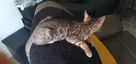 Reinrassige Bengal Kitten mit Stammbaum