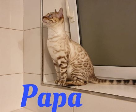 Reinrassige Bengal Kitten mit Stammbaum