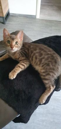 Reinrassige Bengal Kitten mit Stammbaum