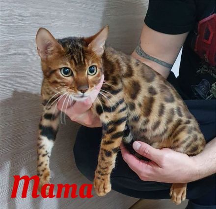 Reinrassige Bengal Kitten mit Stammbaum