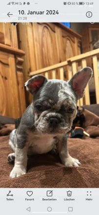 Französische bulldoggen