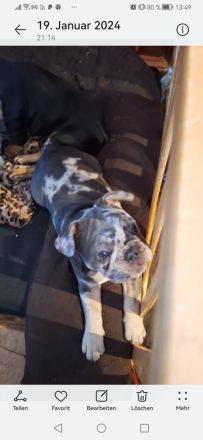 Französische bulldoggen