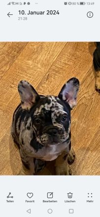 Französische bulldoggen